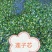 江西【莲心茶】莲子芯，泡水正品，清热去火，特级天然新货