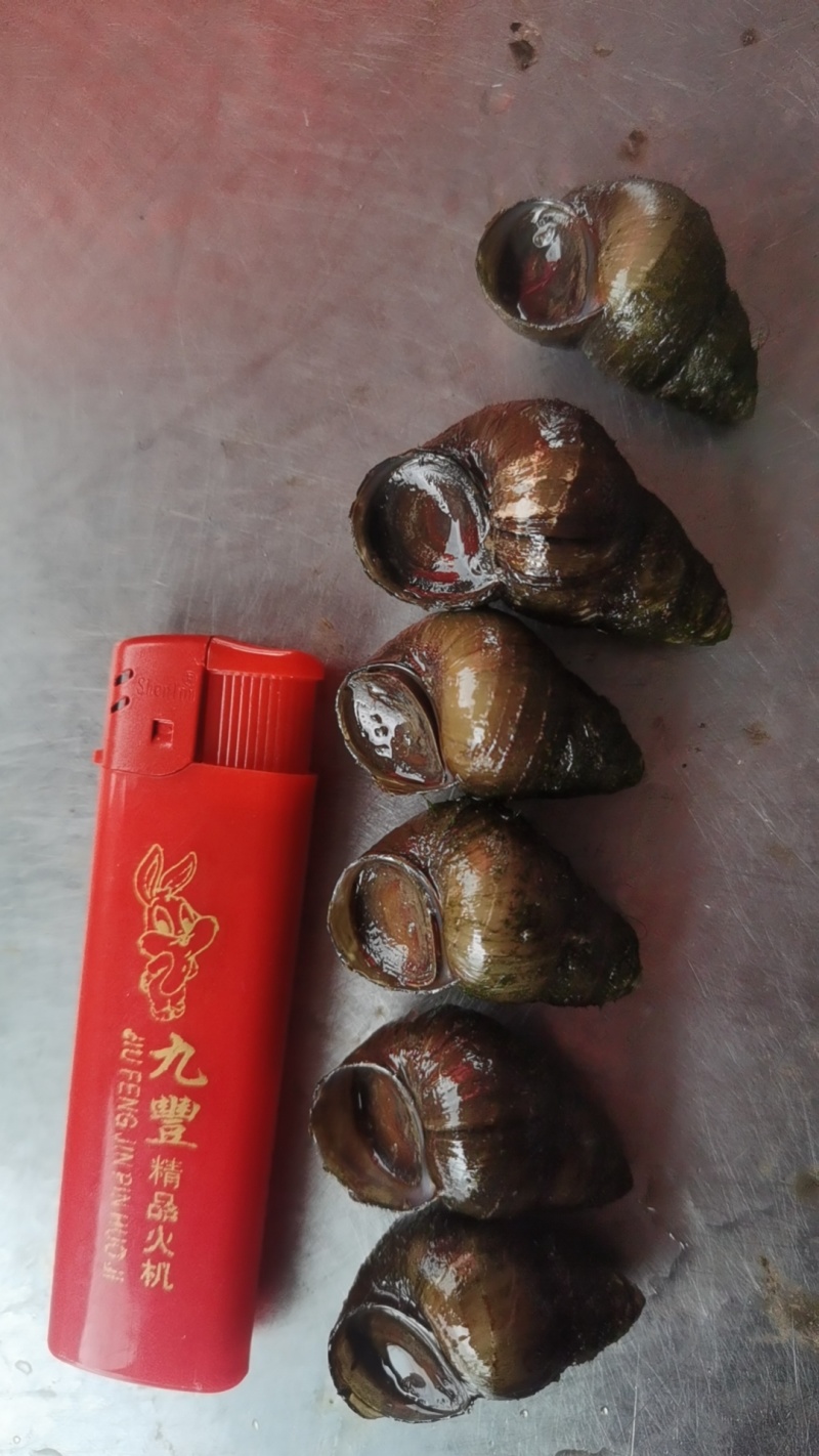大量出售螺蛳