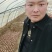 秦薯五号脱毒红薯苗、扩繁苗