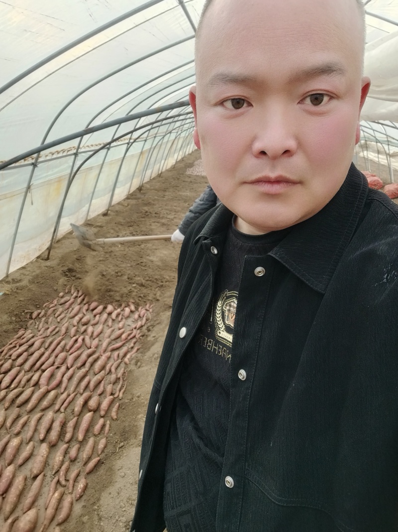 秦薯五号脱毒红薯苗、扩繁苗