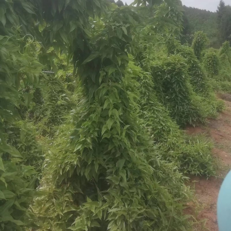 【百部苗】对叶百部苗红花紫花白花百部苗高产品种种植回收