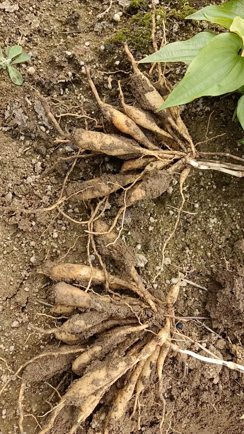 【百部苗】对叶百部苗红花紫花白花百部苗高产品种种植回收