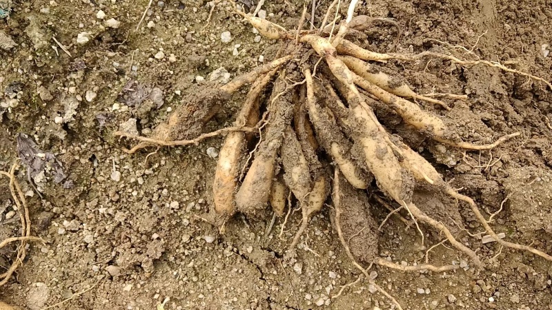 【百部苗】对叶百部苗红花紫花白花百部苗高产品种种植回收