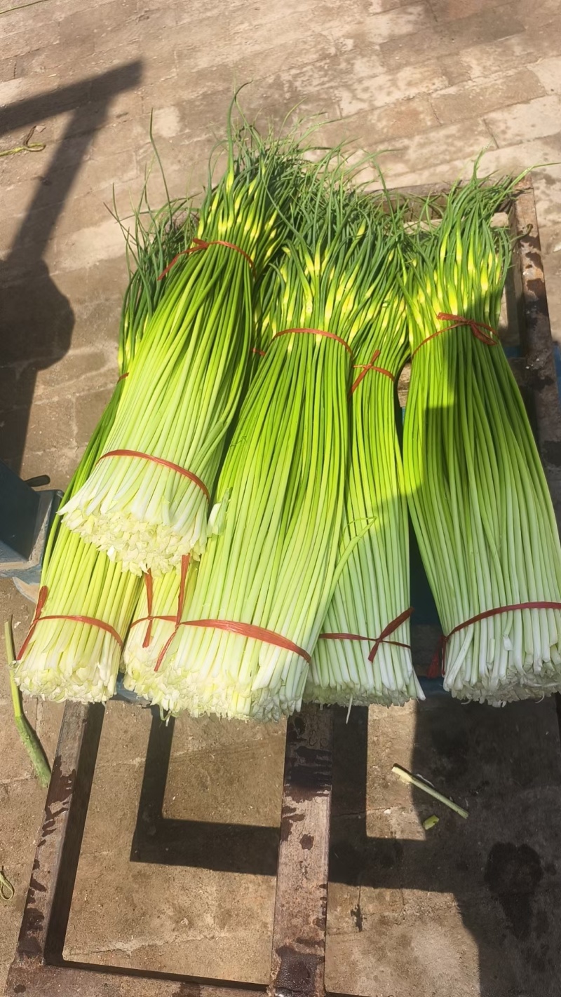白帽蒜苔，红帽蒜薹大量供应！一手货源