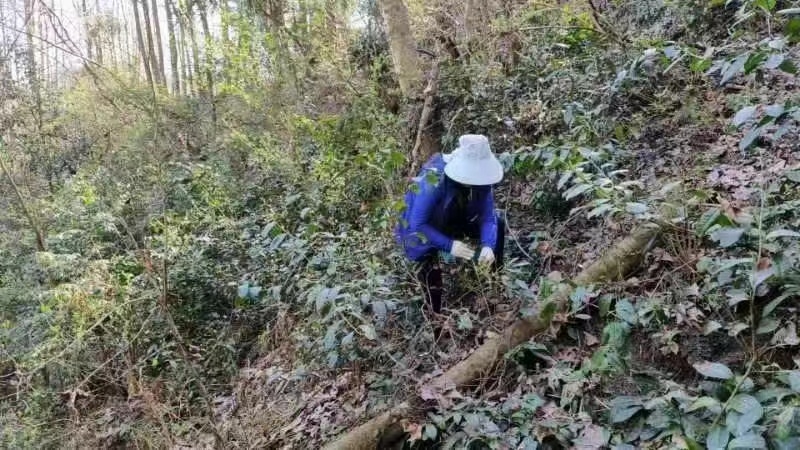 茶叶