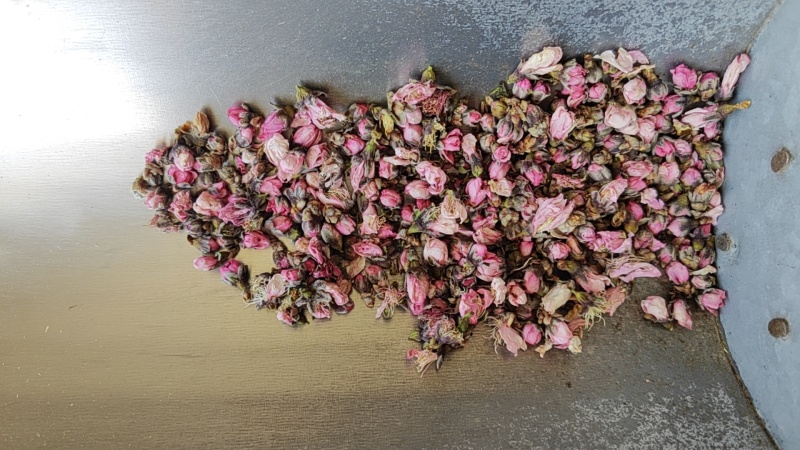 月季花干货山东月季花欢迎选购！量大从优