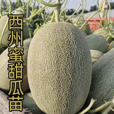 西州蜜网纹甜瓜哈密瓜直播苗口感好糖度高耐运输抗病能力强