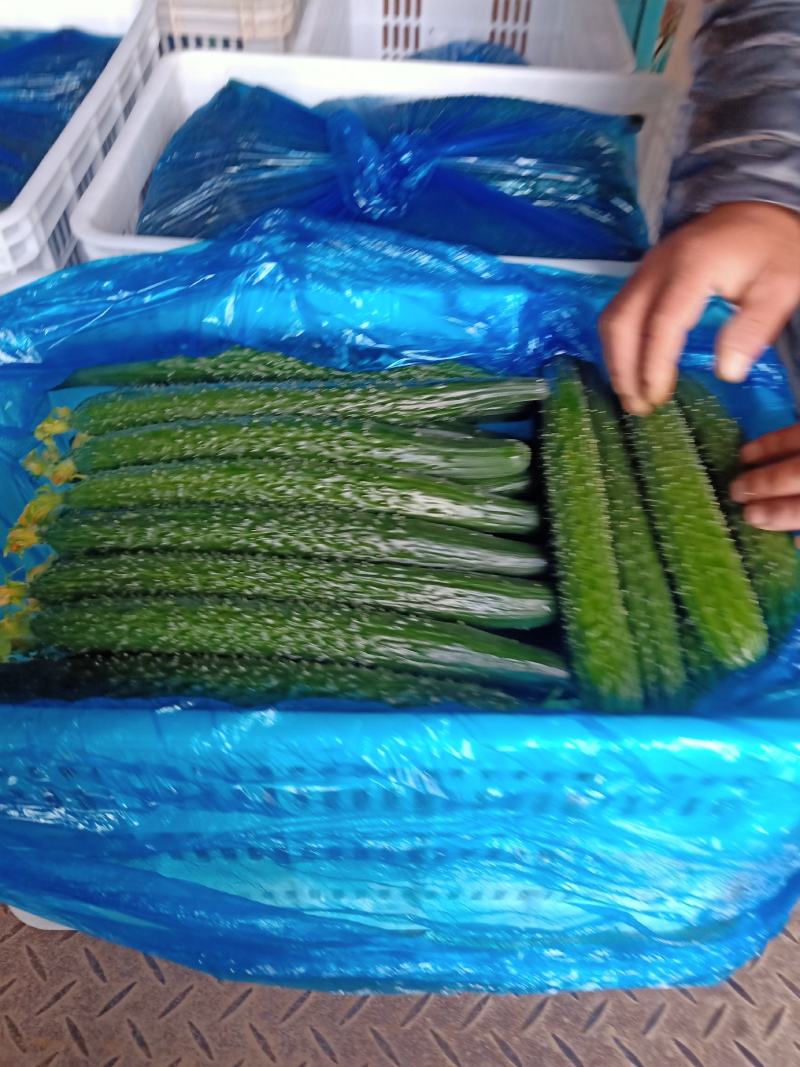 （降价了）精品密刺黄瓜，量大价优，品质保证可视频看货