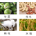 侨昌二甲戊灵棉花韭菜田花生苗后封闭除草剂抑芽