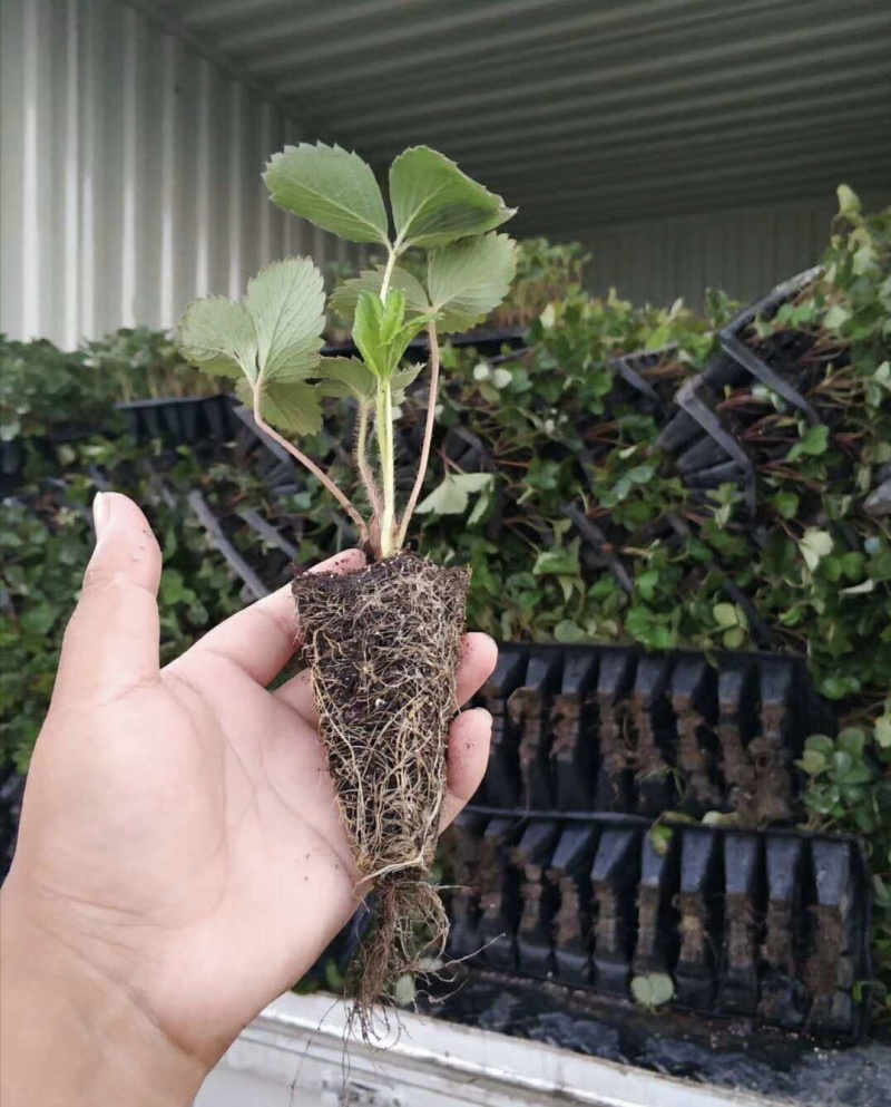 妙香七号黑珍珠中莓香玉瑞雪粉玉金刚2号草莓苗种苗