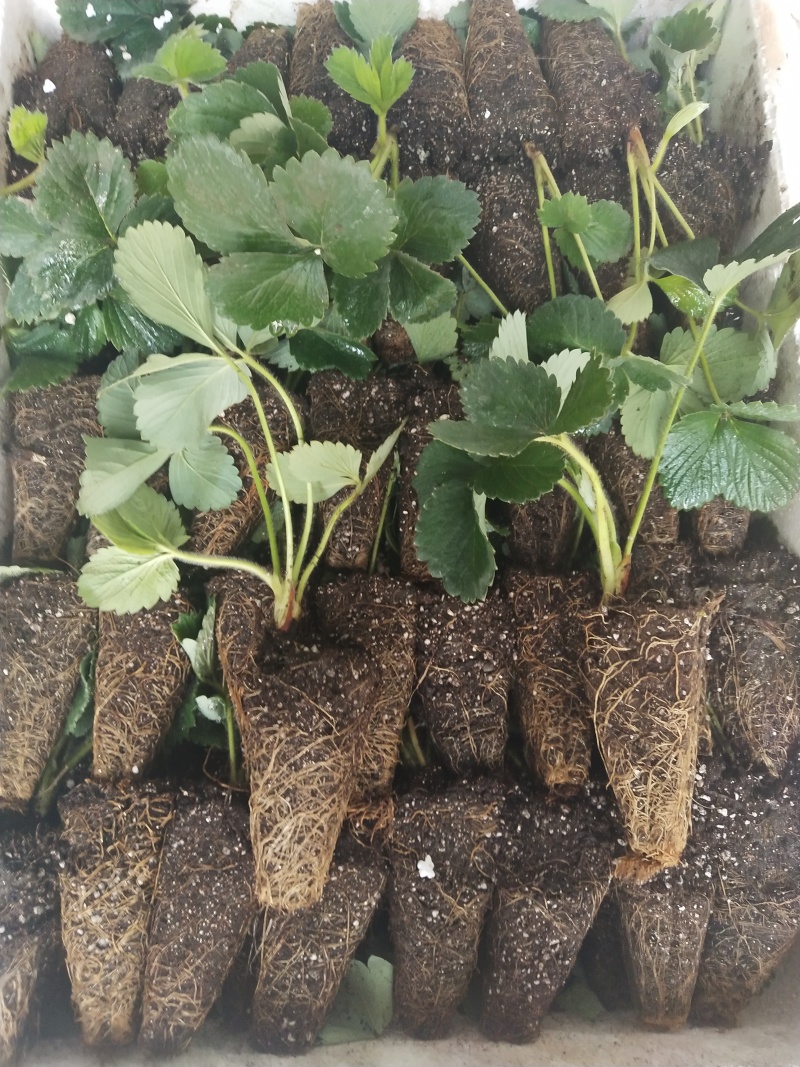 妙香七号黑珍珠中莓香玉瑞雪粉玉金刚2号草莓苗种苗