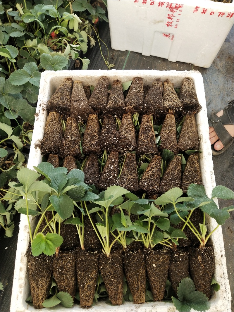 妙香七号黑珍珠中莓香玉瑞雪粉玉金刚2号草莓苗种苗