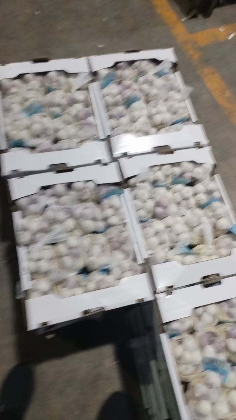 大蒜品质保证全国可发质量保证欢迎咨询！