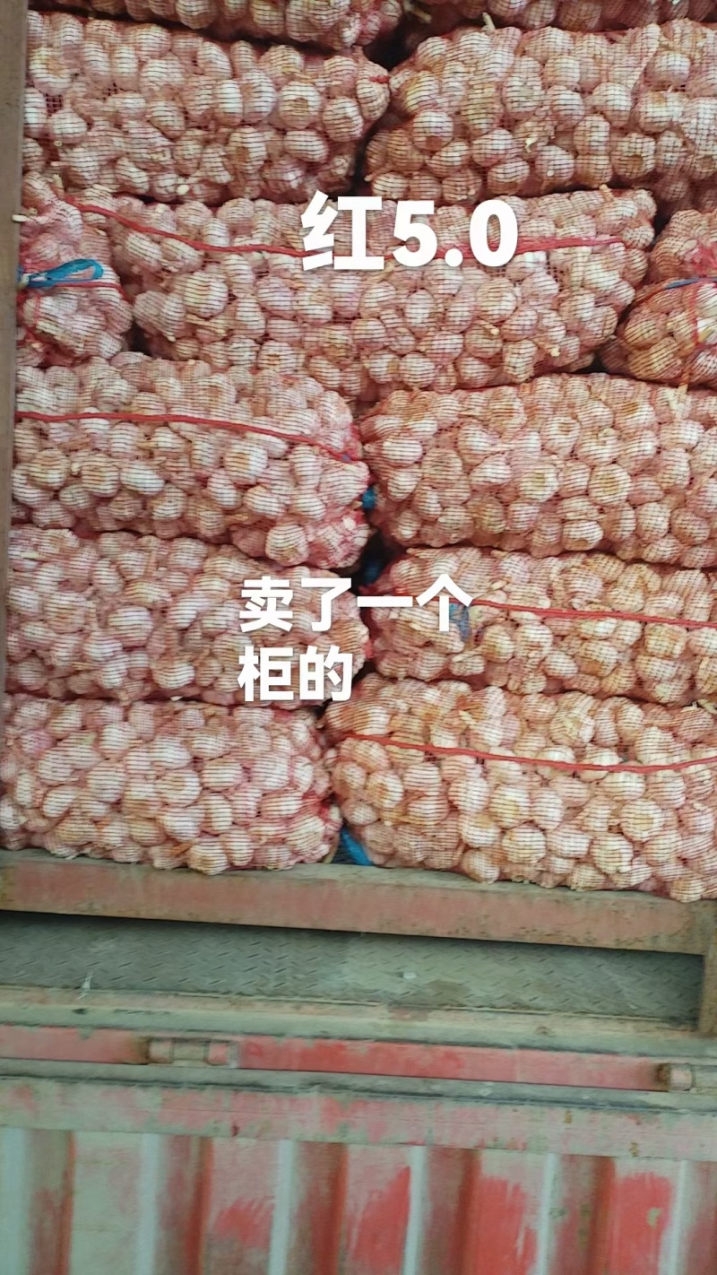 大蒜品质保证全国可发质量保证欢迎咨询！