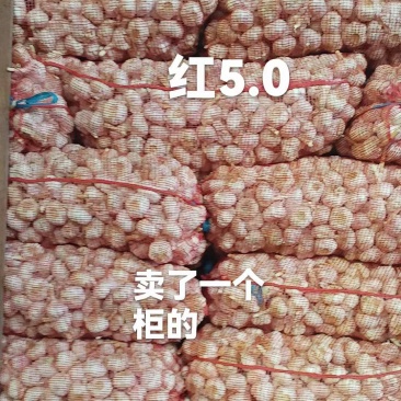 大蒜品质保证全国可发质量保证欢迎咨询！
