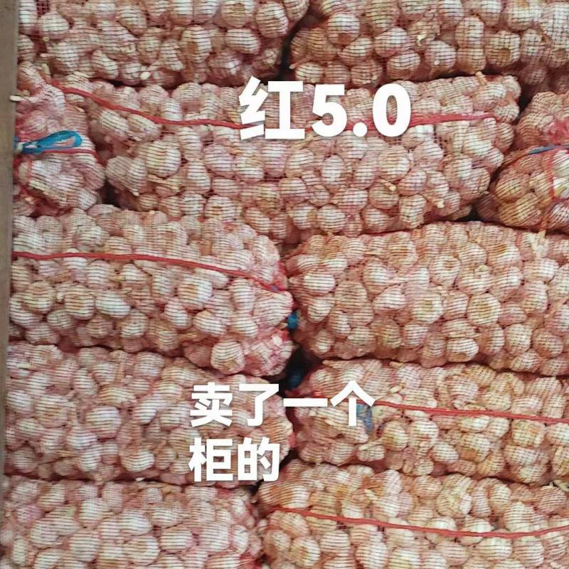 大蒜品质保证全国可发质量保证欢迎咨询！