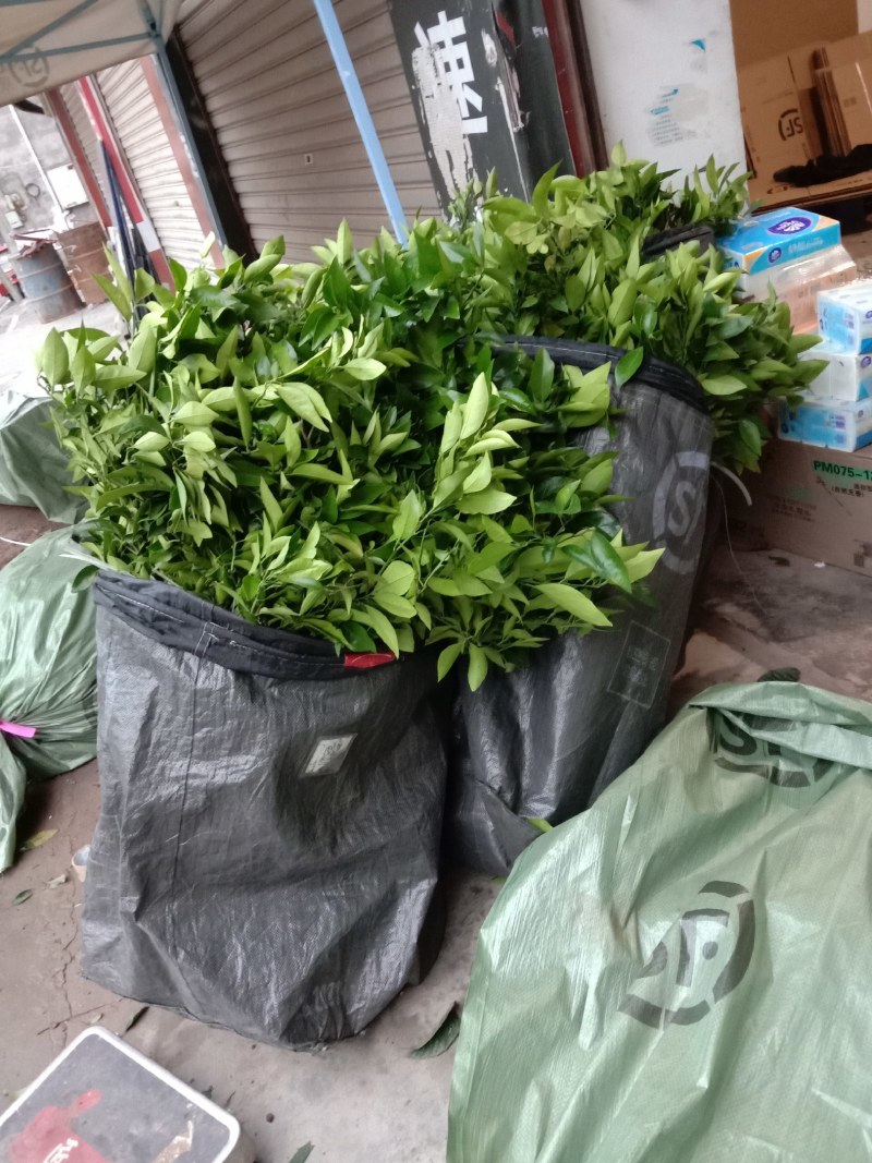 血橙枝条，塔罗科8号血橙接穗，晚熟大果血橙，嫁接芽条