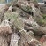 山东桃树精品桃树苗基地种植直发，成活率高有售后