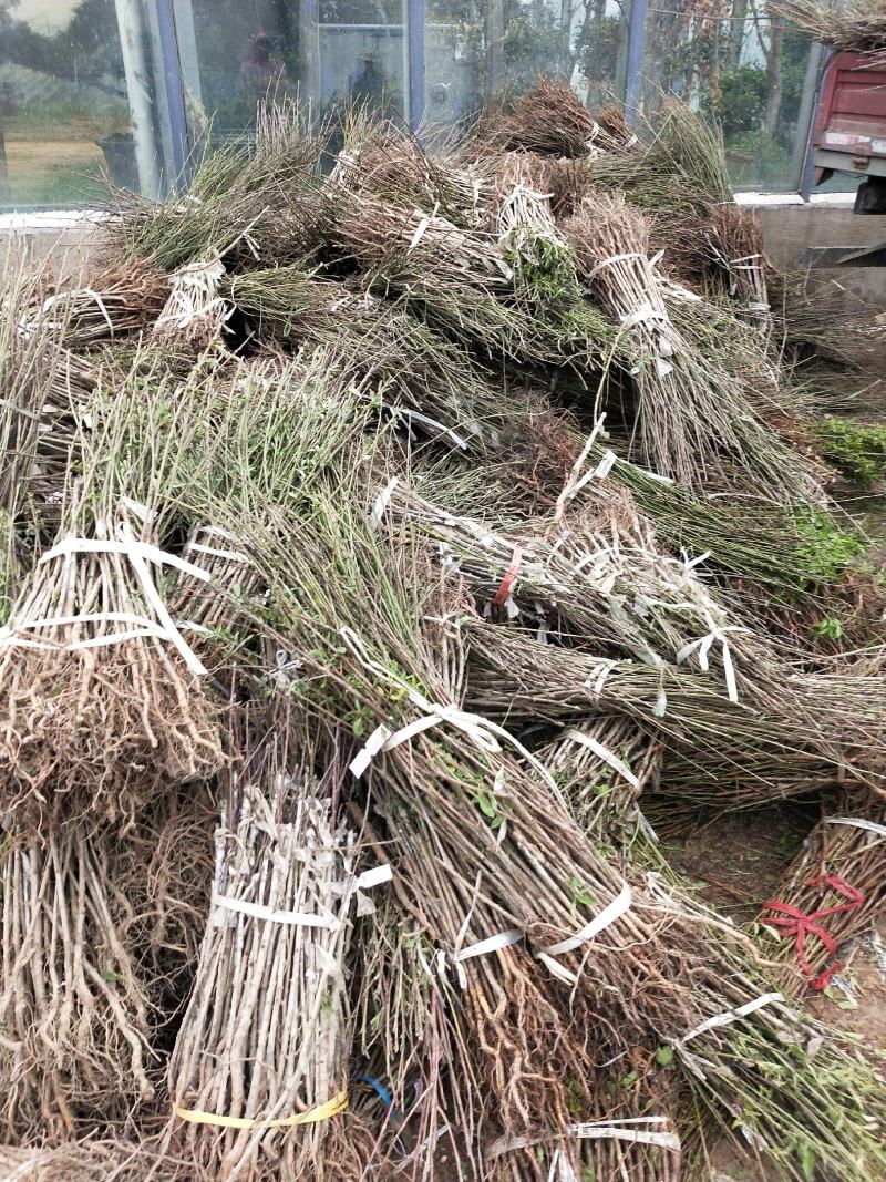山东桃树精品桃树苗基地种植直发，成活率高有售后