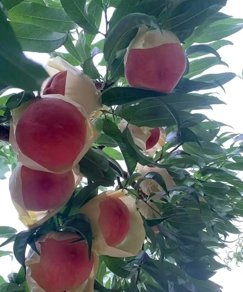 龙泉水蜜桃大量有货一件代发