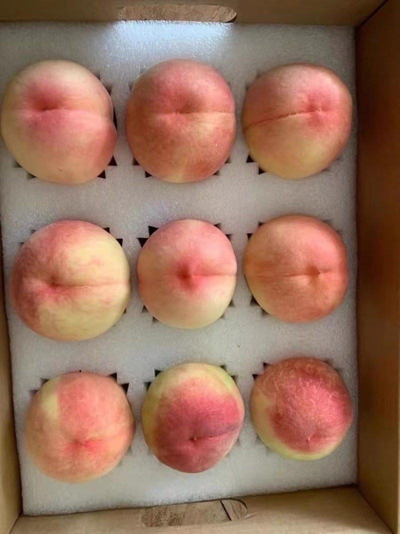 龙泉水蜜桃大量有货一件代发