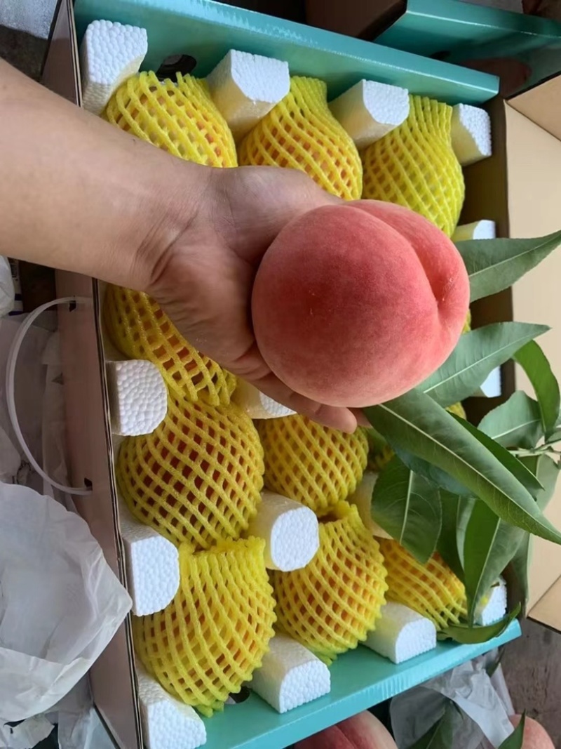 龙泉水蜜桃大量有货一件代发