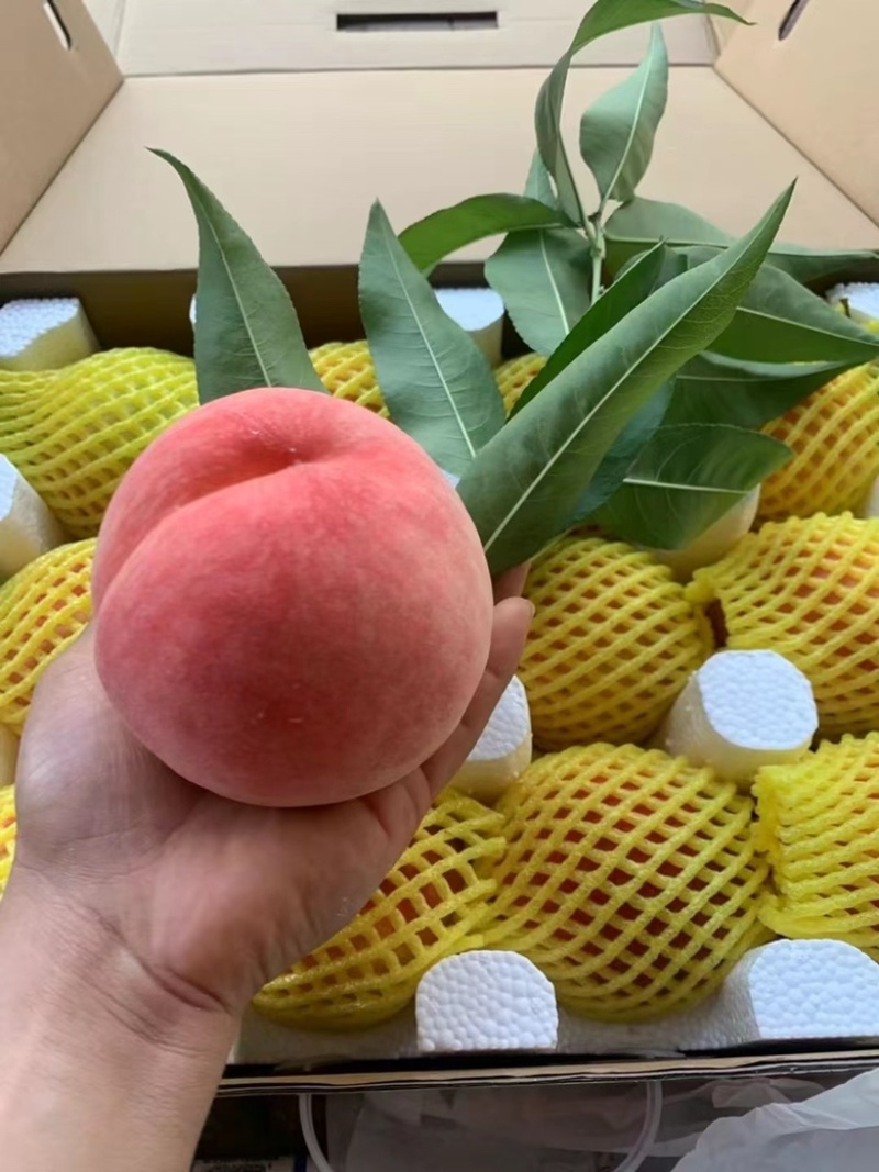 龙泉水蜜桃大量有货一件代发
