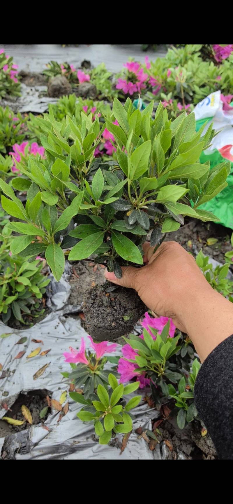 地笼子毛鹃