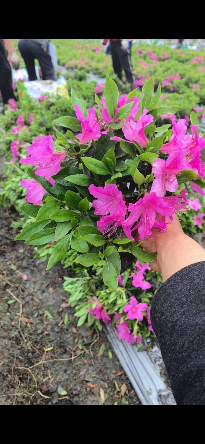 地笼子毛鹃