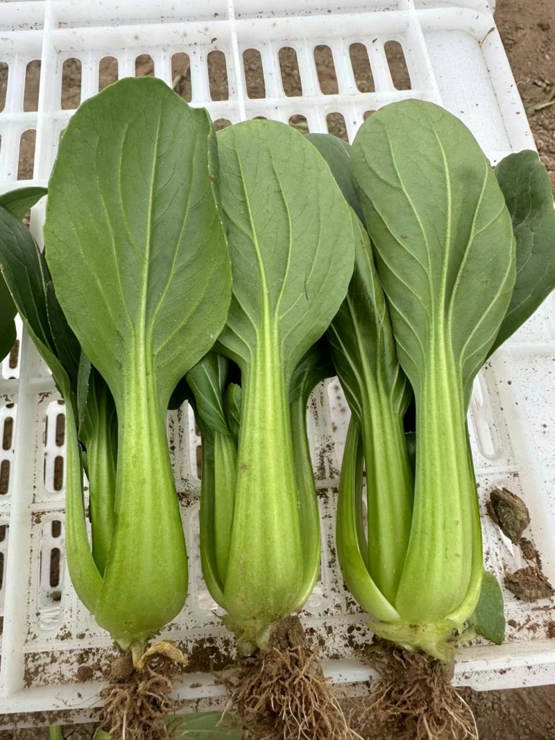 精品小颗上海青