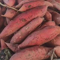【红薯】湖北西瓜红蜜薯红皮红心品质保证对接全国