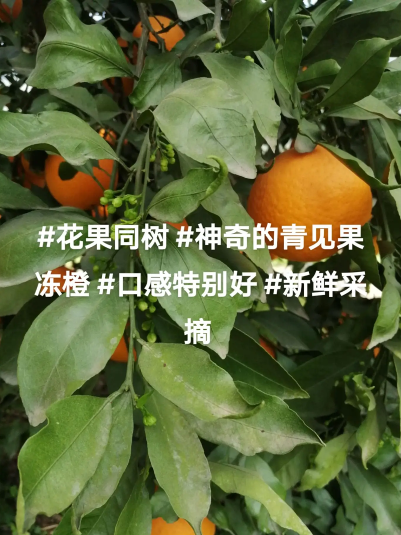 四川青见果冻橙纯甜爆汁产地直发包售后