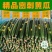 河南黄瓜大量上市，顶花带刺，大量对接市场，电商加工厂