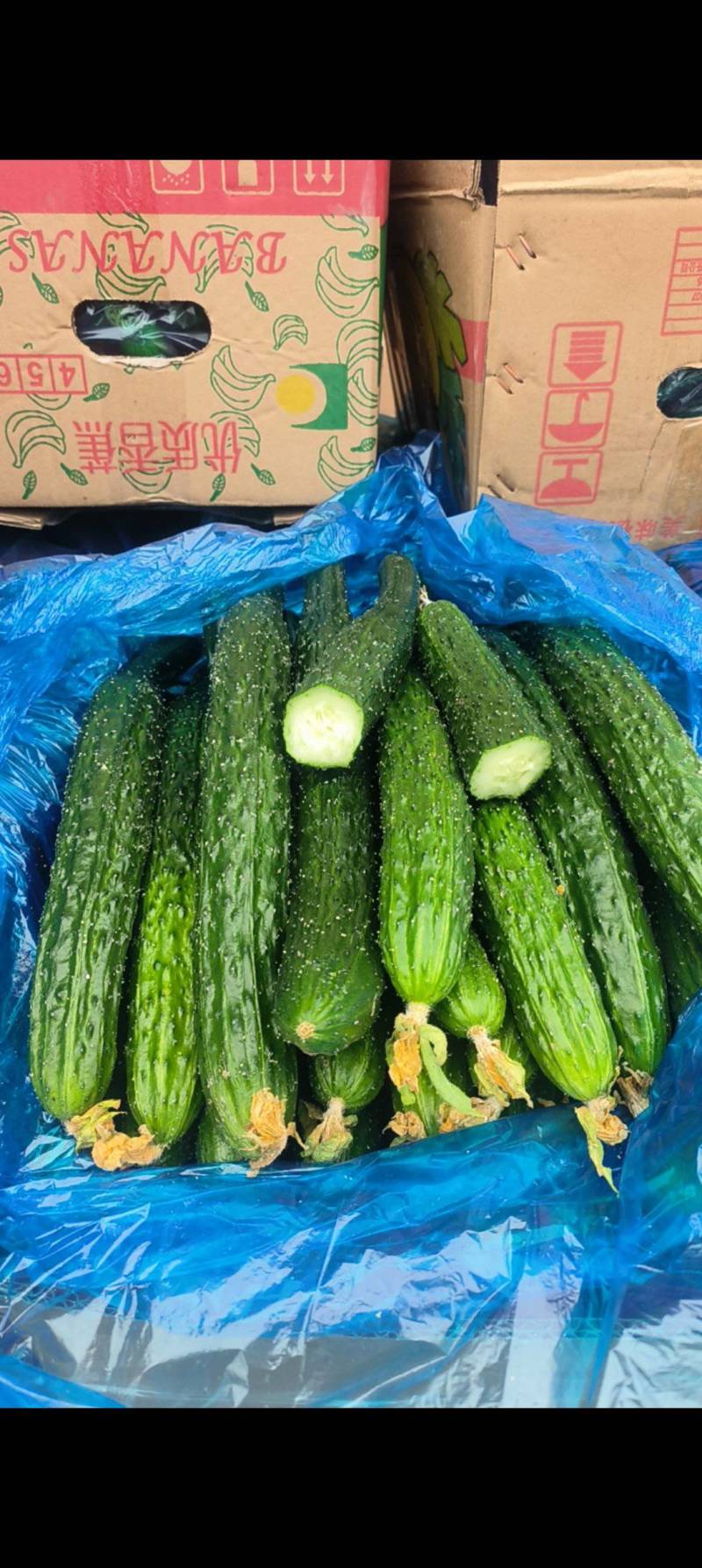 密刺黄瓜，青皮青肉，基地直发，保证质量，欢迎联糸！