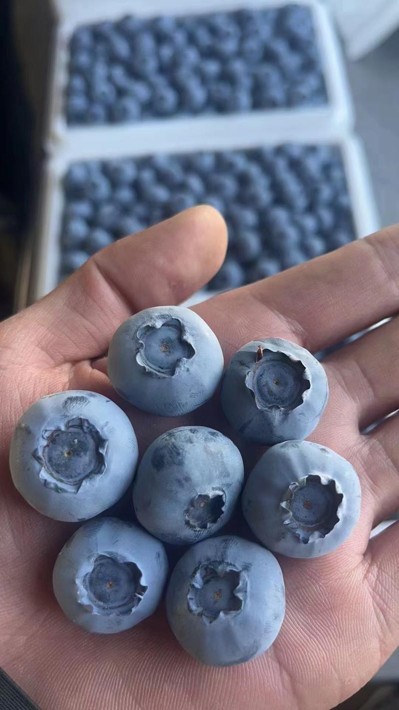 山东大棚蓝莓优瑞卡薄雾h5莱克西大量上市