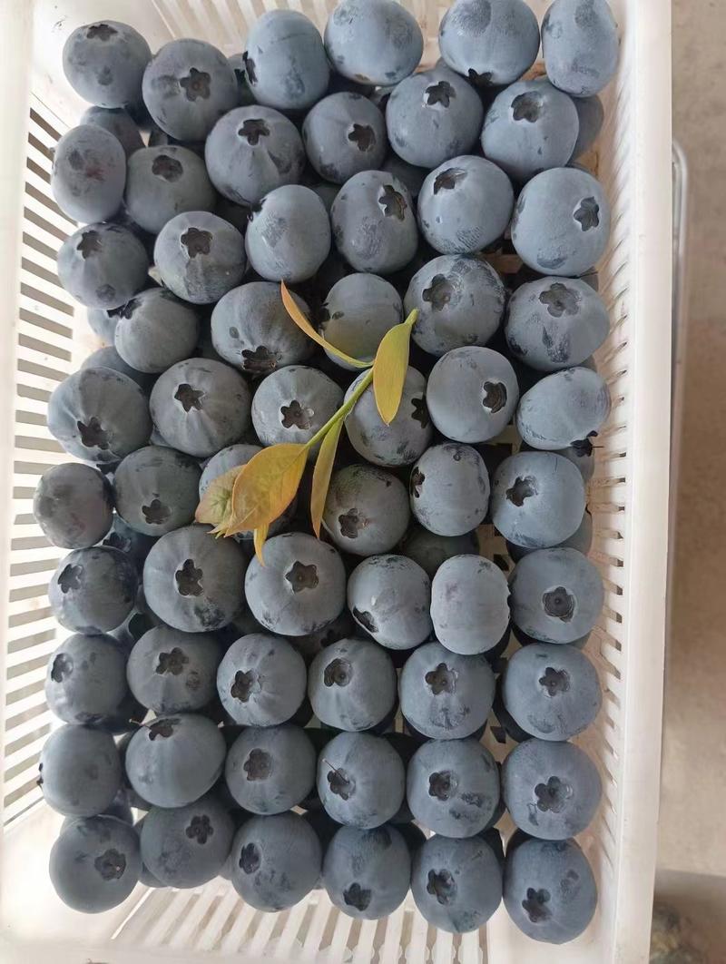 山东大棚蓝莓优瑞卡薄雾h5莱克西大量上市
