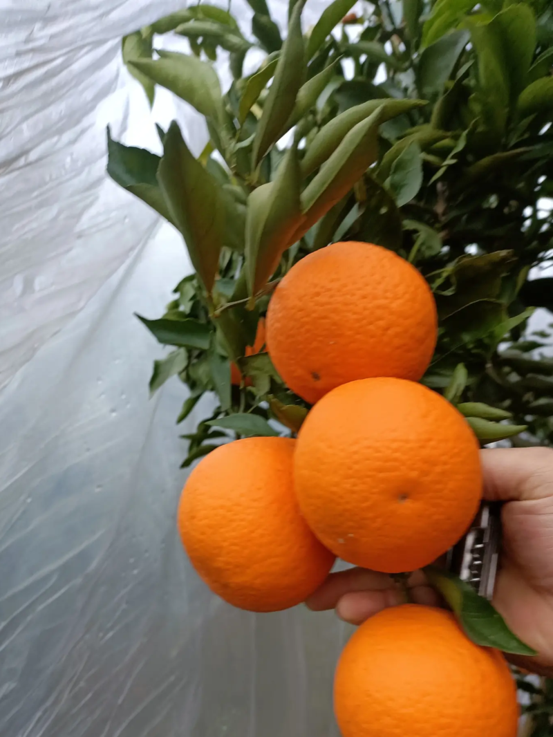 青见果冻橙爱媛橙香甜多汁产地直发包售后