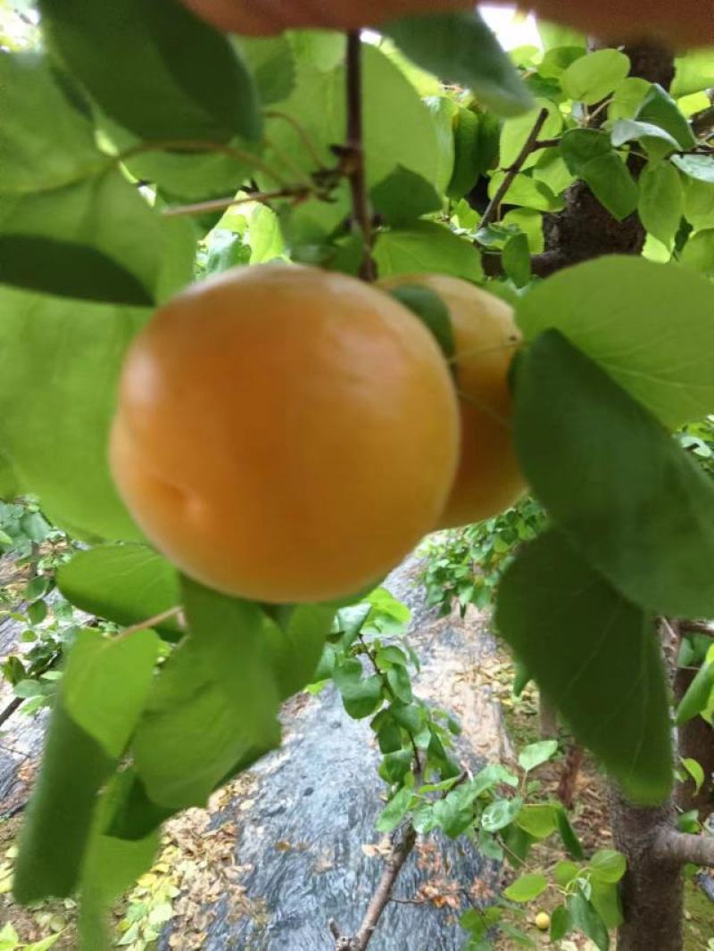 山西运城温室大棚杏，承接全国各地客商，电商，商超。