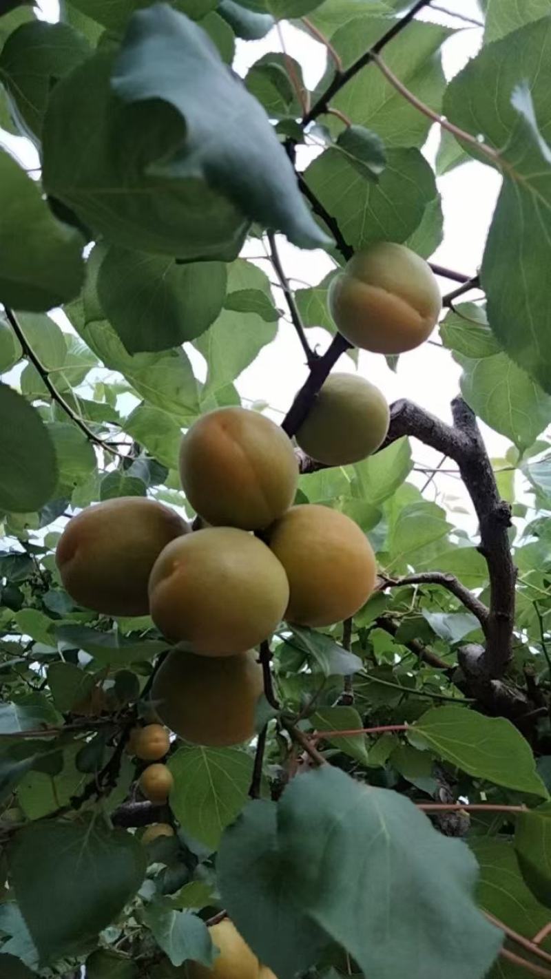 山西运城温室大棚杏，承接全国各地客商，电商，商超。