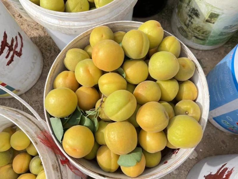 山西运城温室大棚杏，承接全国各地客商，电商，商超。