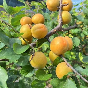 山西运城温室大棚杏，承接全国各地客商，电商，商超。