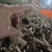 玄参炕货大量上市，通货，望诚实合作共赢，以质量说价格。