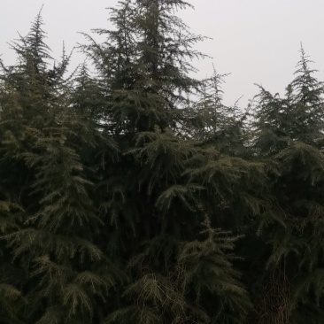新鲜来自陕西的雪松，品质保证