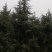 新鲜来自陕西的雪松，品质保证