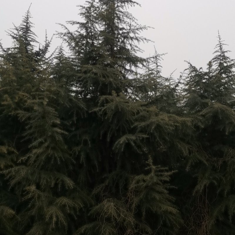 新鲜来自陕西的雪松，品质保证