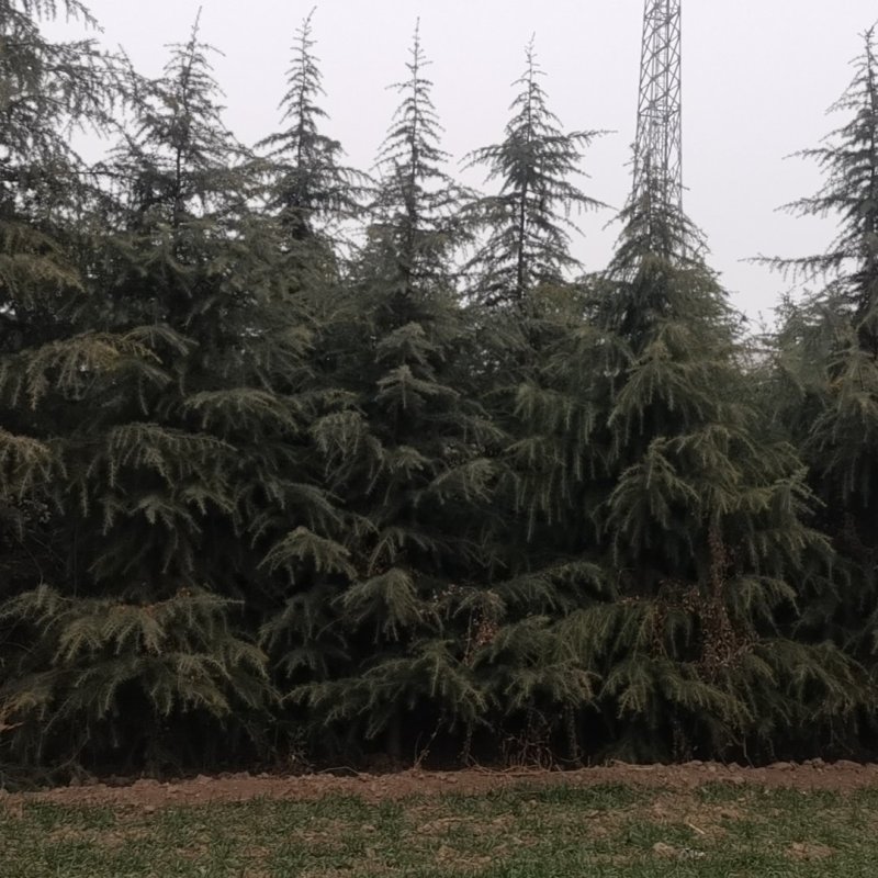 新鲜来自陕西的雪松，品质保证