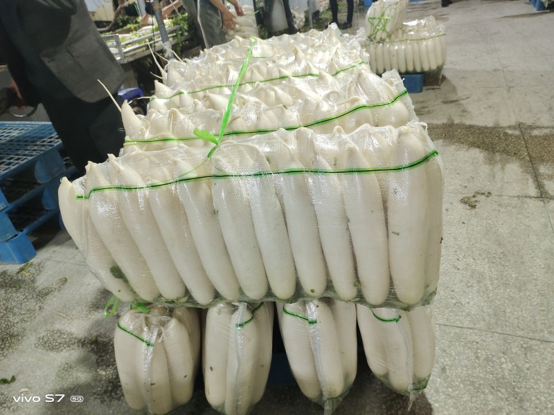 湖北精品白萝卜产地发货一手货源批发品质保证价格美丽