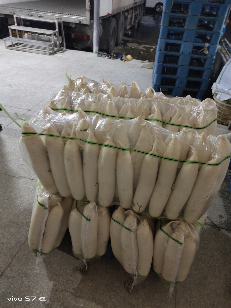 湖北精品白萝卜产地发货一手货源批发品质保证价格美丽