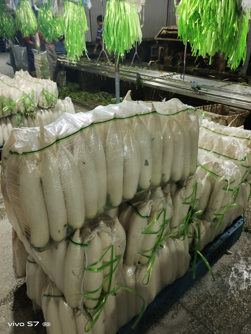 湖北精品白萝卜产地发货一手货源批发品质保证价格美丽
