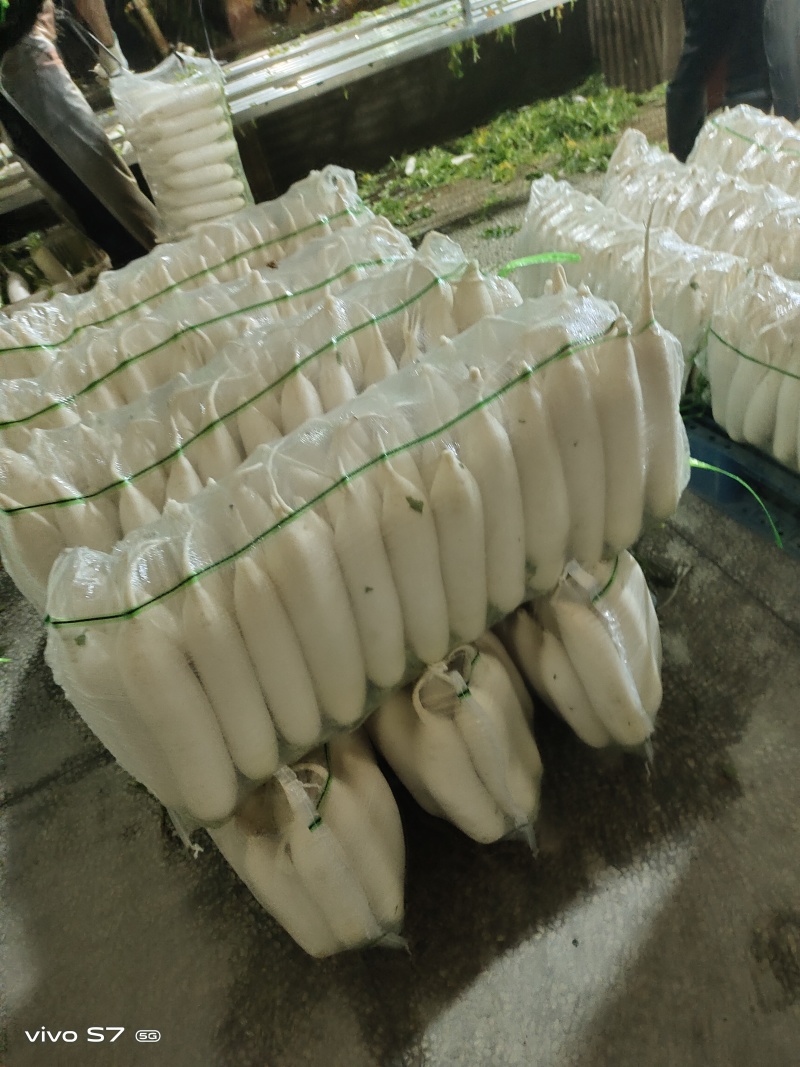 湖北精品白萝卜产地发货一手货源批发品质保证价格美丽